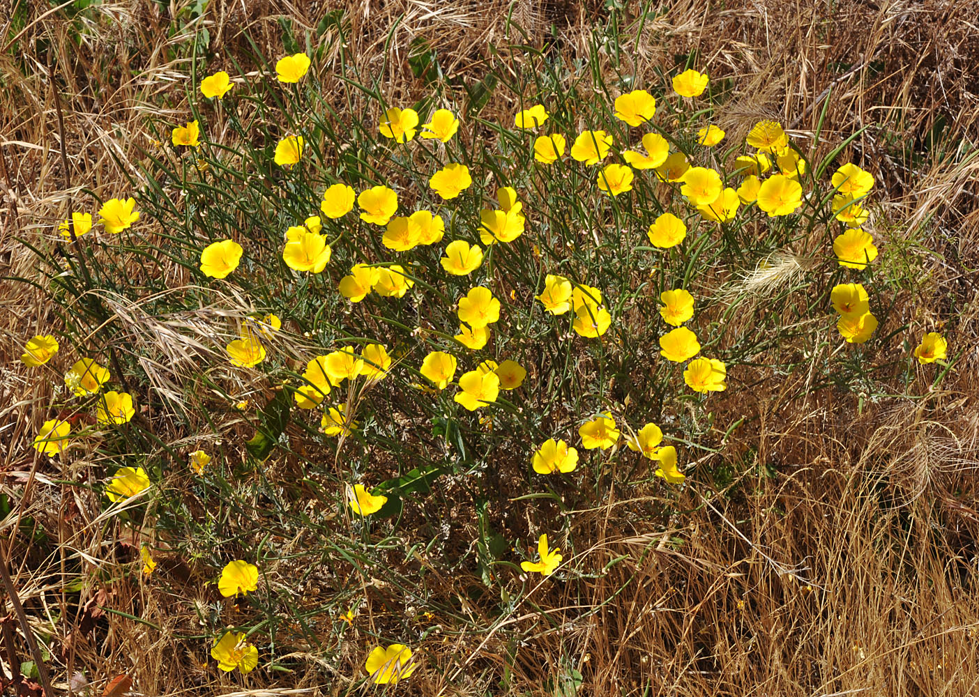 Flora of Eastern Washington Image: Eschscholzia californica