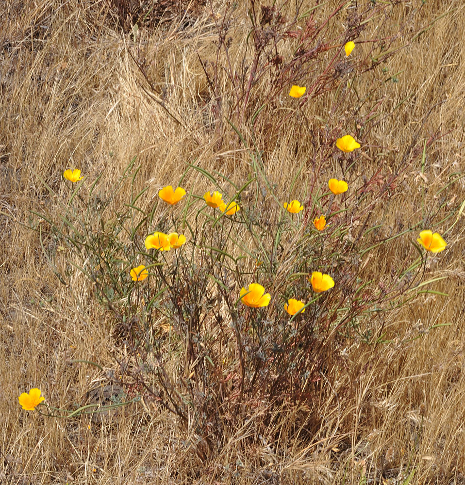 Flora of Eastern Washington Image: Eschscholzia californica