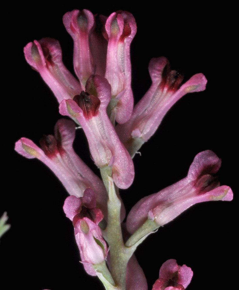 Flora of Eastern Washington Image: Fumaria officinalis