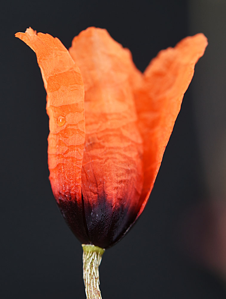 Flora of Eastern Washington Image: Papaver argemone