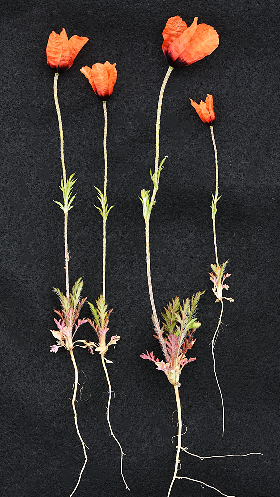 Flora of Eastern Washington Image: Papaver argemone