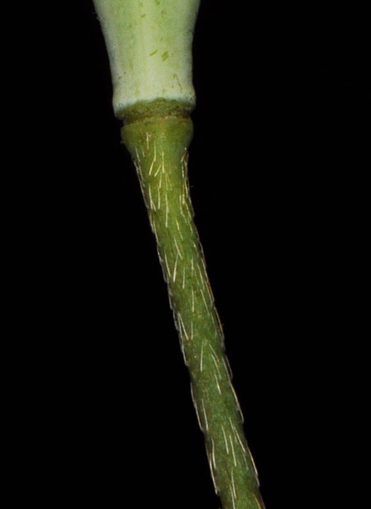Flora of Eastern Washington Image: Papaver dubium