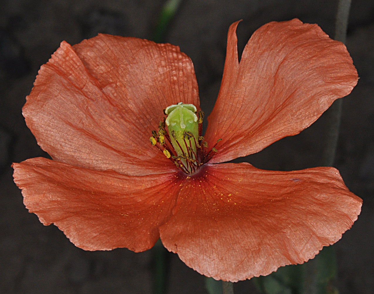 Flora of Eastern Washington Image: Papaver dubium