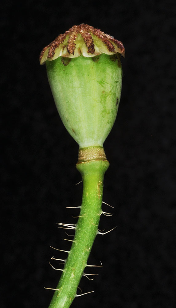 Flora of Eastern Washington Image: Papaver rhoeas