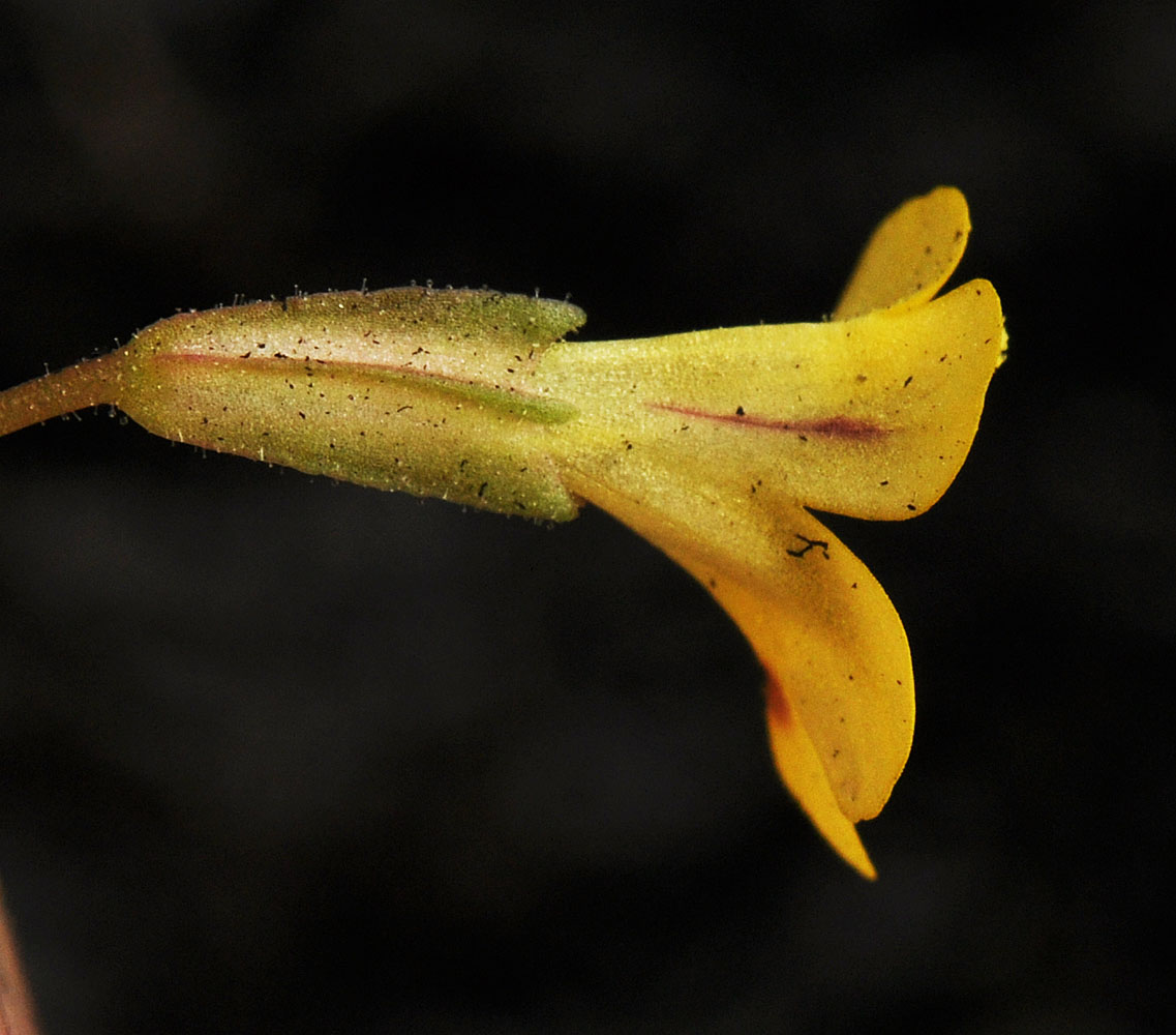 Flora of Eastern Washington Image: Erythranthe alsinoides