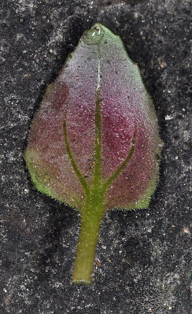 Flora of Eastern Washington Image: Erythranthe alsinoides
