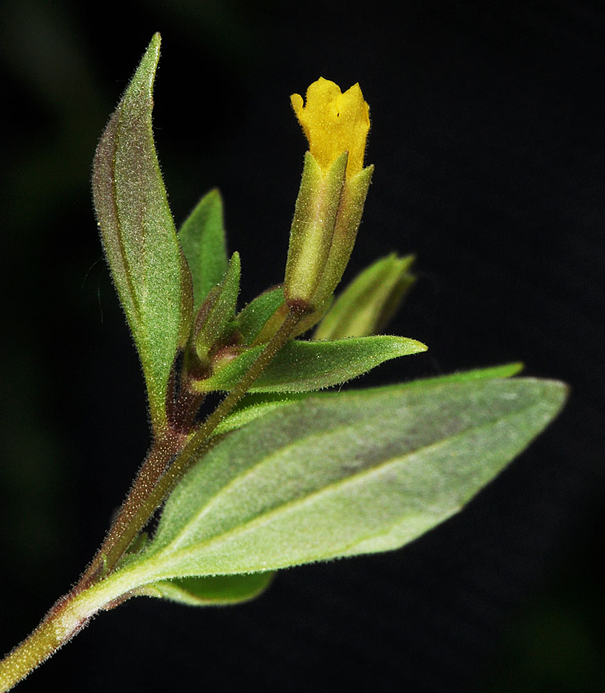 Flora of Eastern Washington Image: Erythranthe breviflora