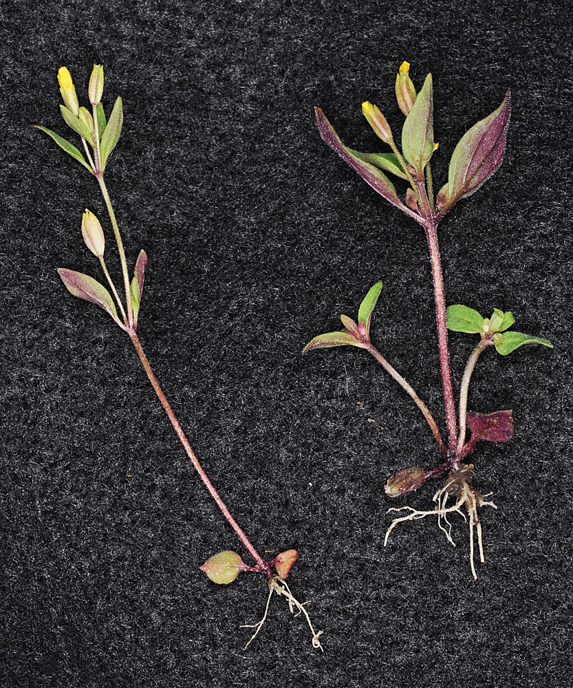 Flora of Eastern Washington Image: Erythranthe breviflora