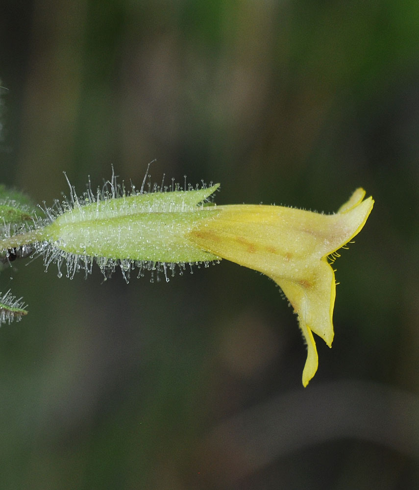 Flora of Eastern Washington Image: Erythranthe floribunda
