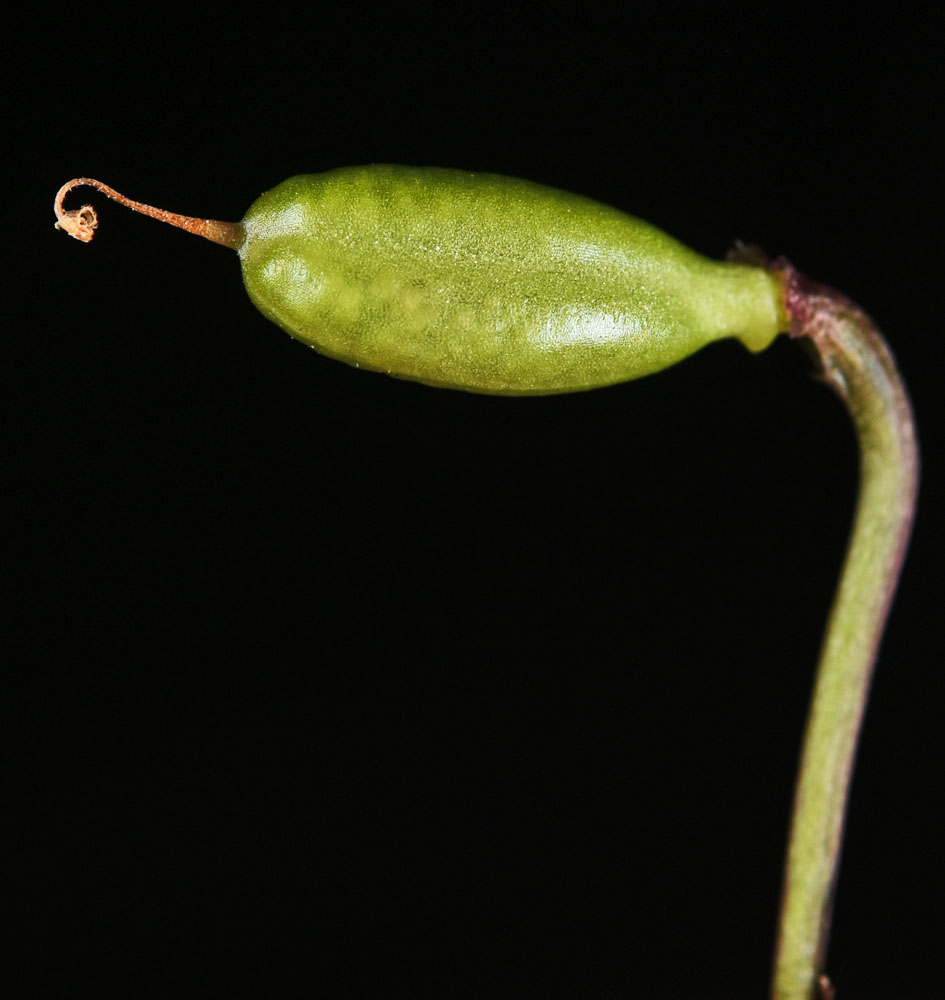 Flora of Eastern Washington Image: Erythranthe nasuta