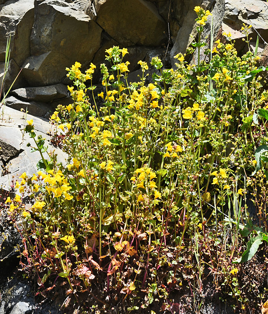 Flora of Eastern Washington Image: Erythranthe nasuta