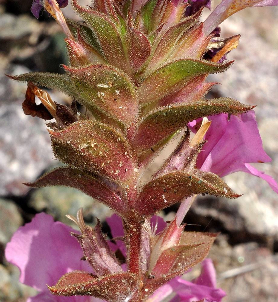 Flora of Eastern Washington Image: Diplacus cusickioides