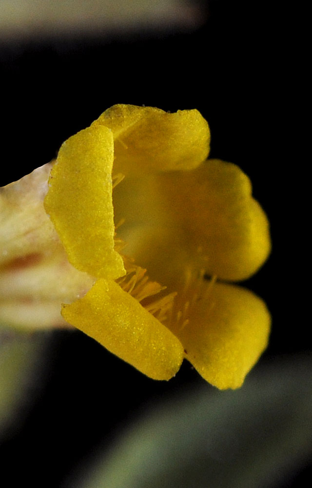Flora of Eastern Washington Image: Erythranthe floribunda