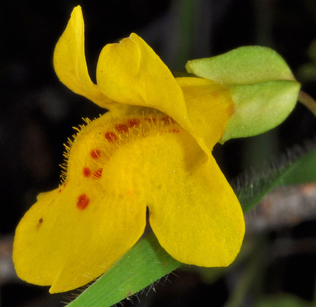 Flora of Eastern Washington Image: Erythranthe microphylla
