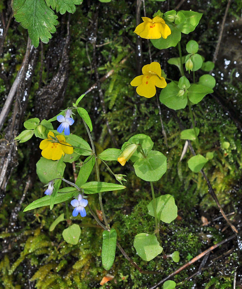 Flora of Eastern Washington Image: Erythranthe microphylla