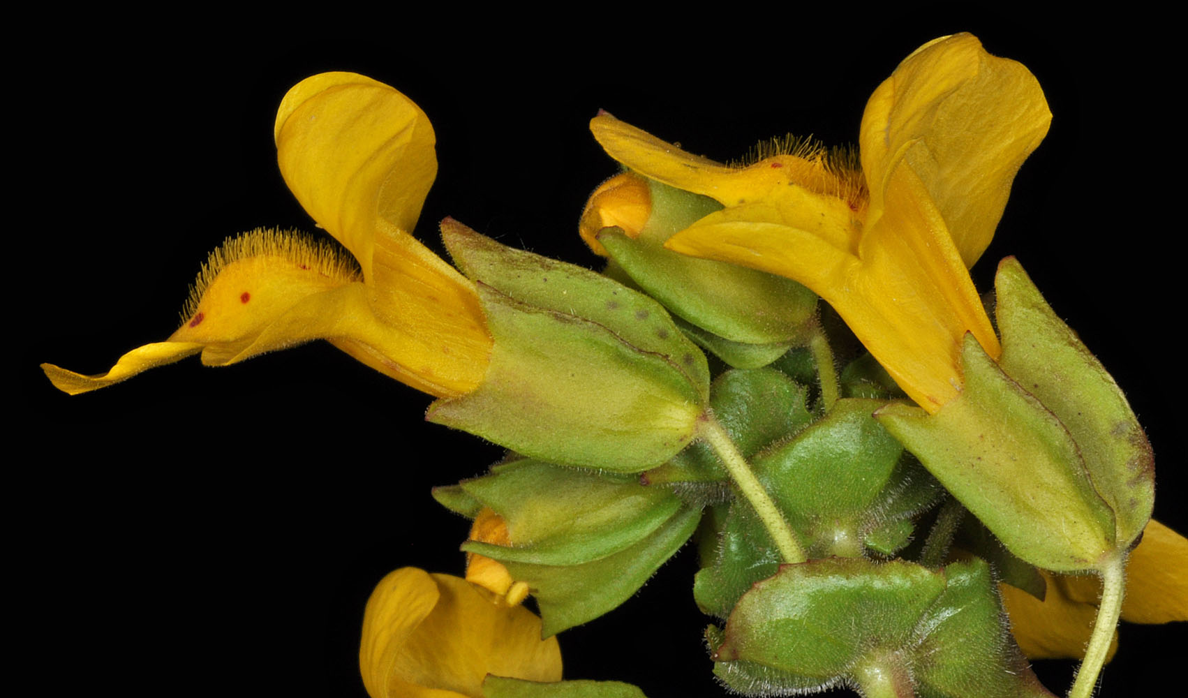 Flora of Eastern Washington Image: Erythranthe guttata