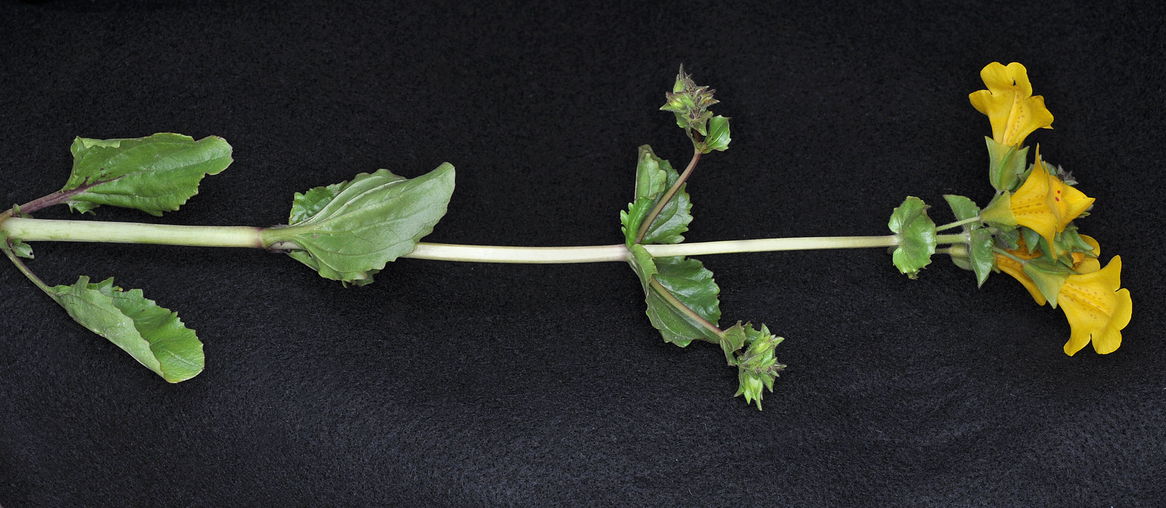 Flora of Eastern Washington Image: Erythranthe guttata