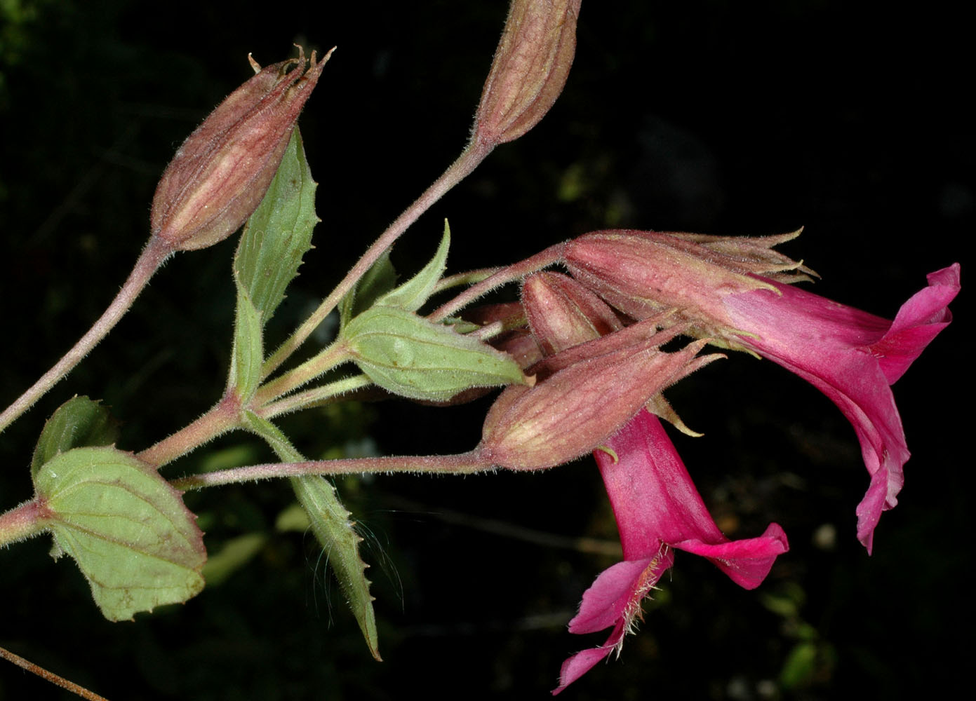 Flora of Eastern Washington Image: Erythranthe lewisii