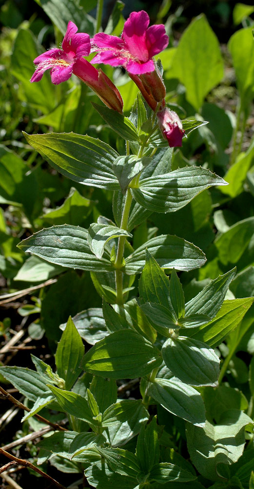 Flora of Eastern Washington Image: Erythranthe lewisii