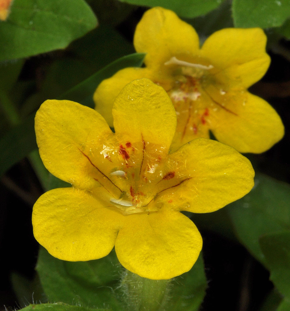 Flora of Eastern Washington Image: Erythranthe moschata