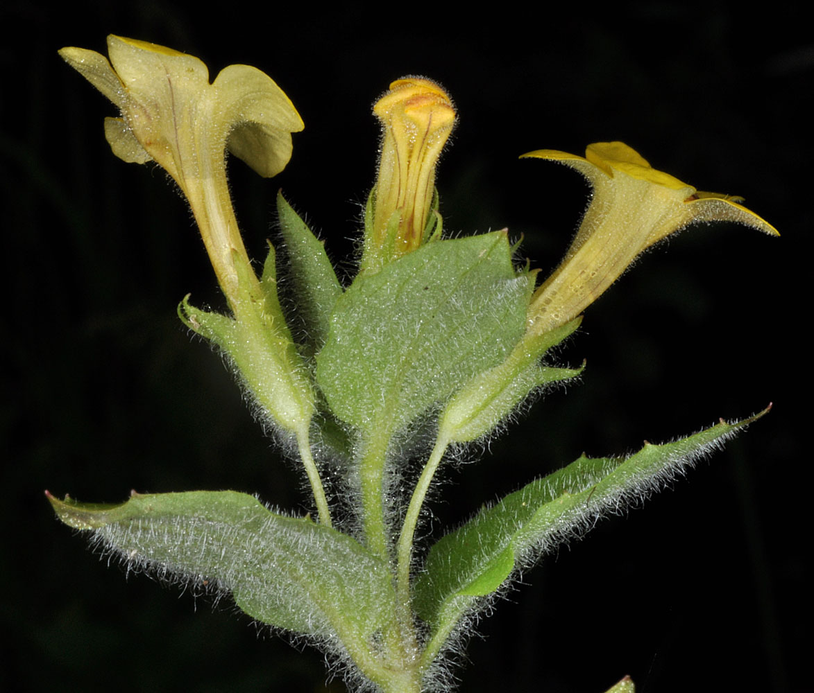 Flora of Eastern Washington Image: Erythranthe moschata