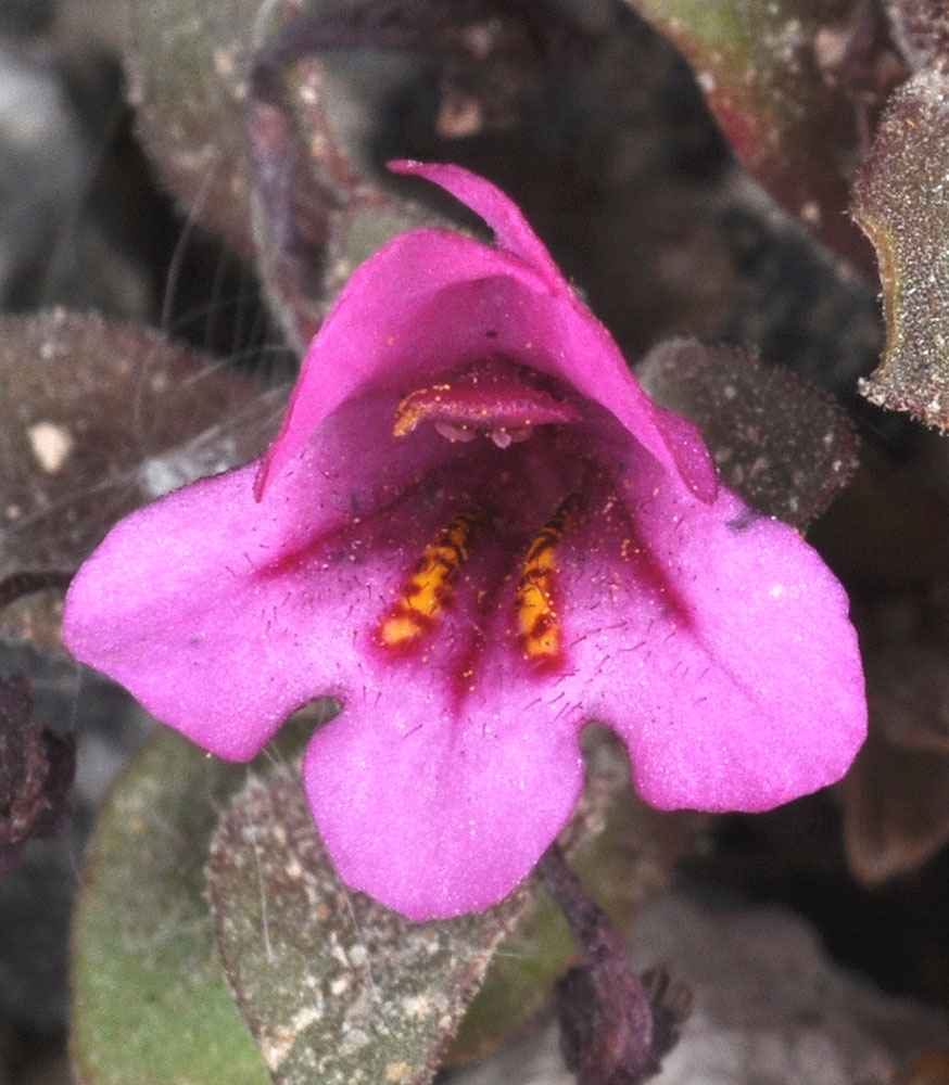 Flora of Eastern Washington Image: Diplacus nanus