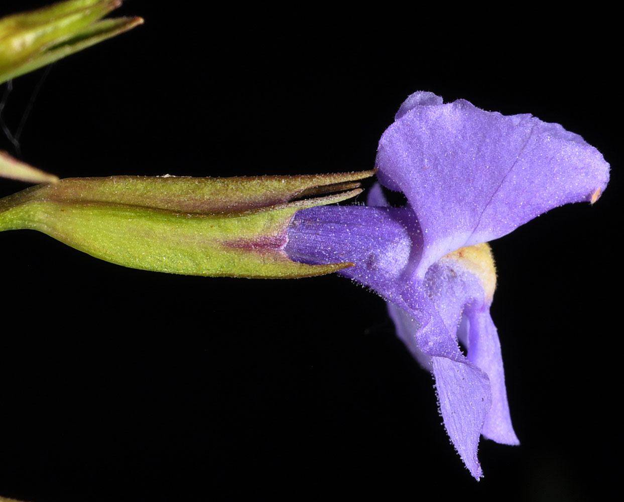Flora of Eastern Washington Image: Mimulus ringens