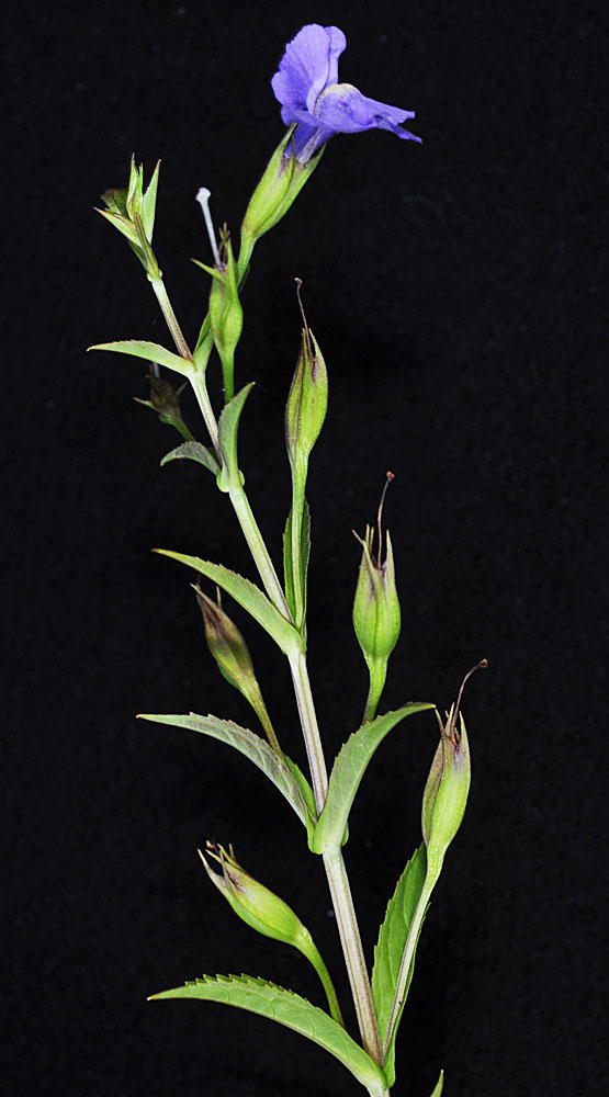 Flora of Eastern Washington Image: Mimulus ringens