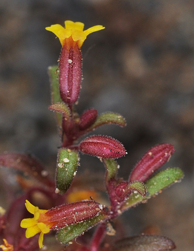 Flora of Eastern Washington Image: Erythranthe suksdorfii