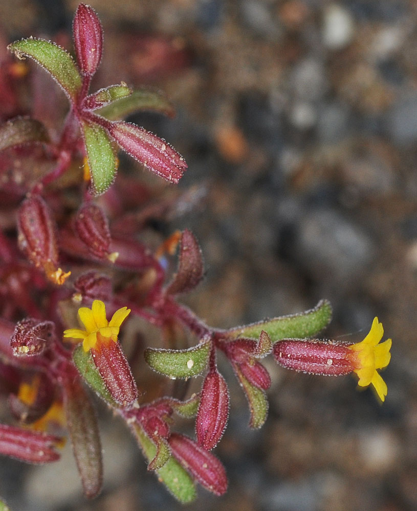 Flora of Eastern Washington Image: Erythranthe suksdorfii