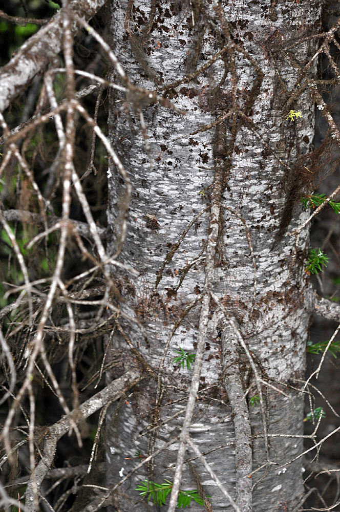 Flora of Eastern Washington Image: Abies grandis