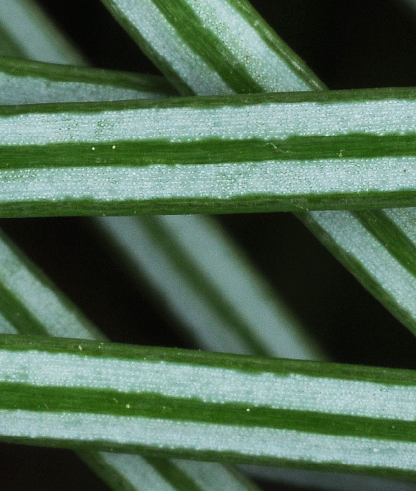 Flora of Eastern Washington Image: Abies grandis