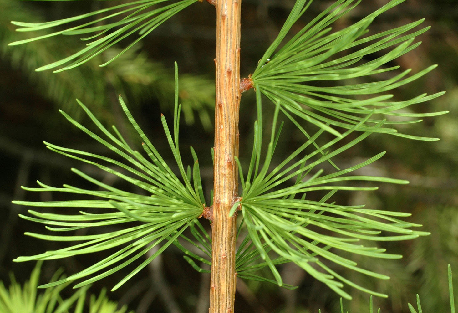 Flora of Eastern Washington Image: Larix occidentalis