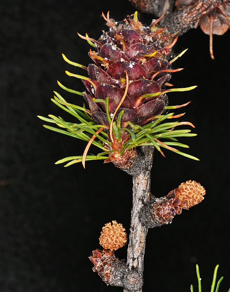 Flora of Eastern Washington Image: Larix occidentalis