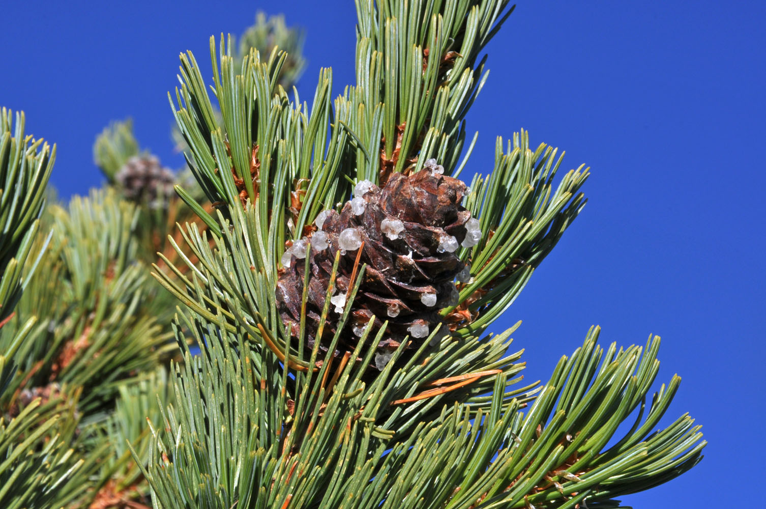 Flora of Eastern Washington Image: Pinus albicaulis