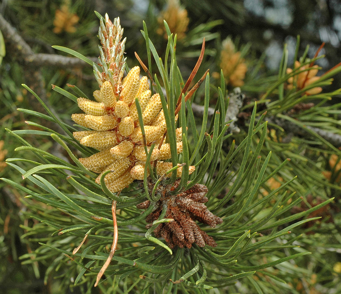 Flora of Eastern Washington Image: Pinus contorta