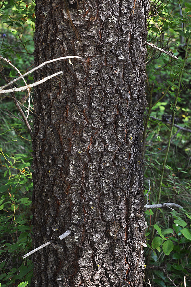 Flora of Eastern Washington Image: Pinus contorta