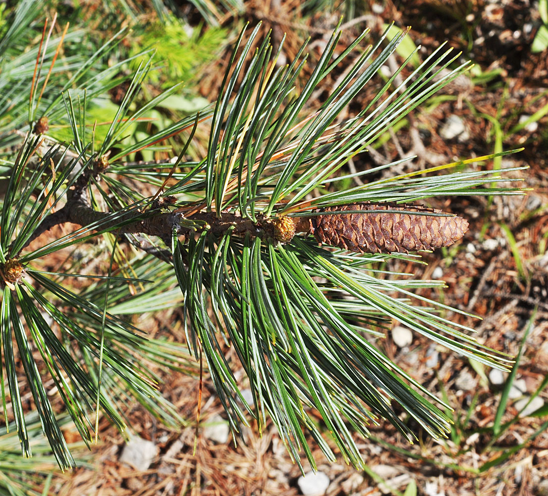 Flora of Eastern Washington Image: Pinus monticola