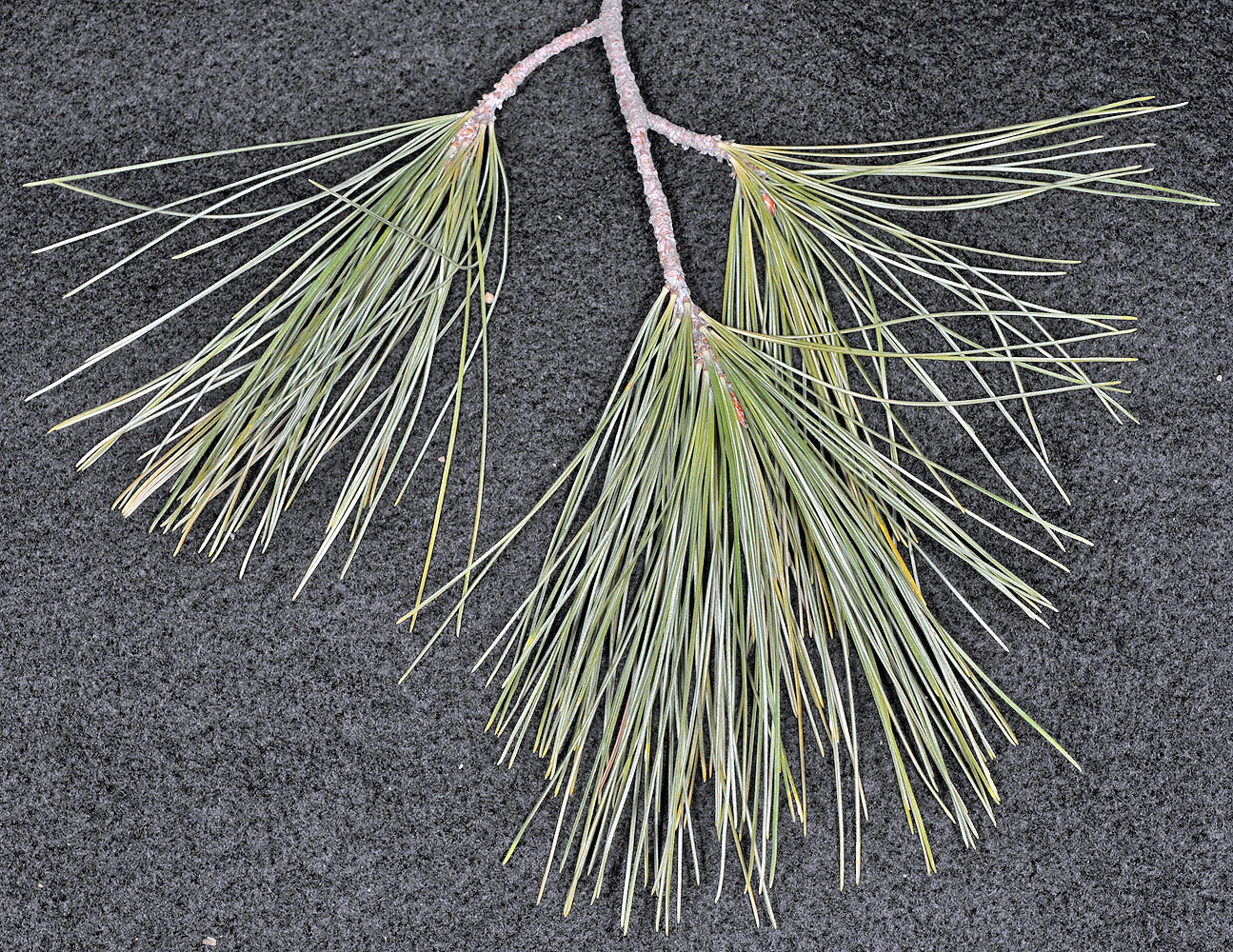 Flora of Eastern Washington Image: Pinus monticola