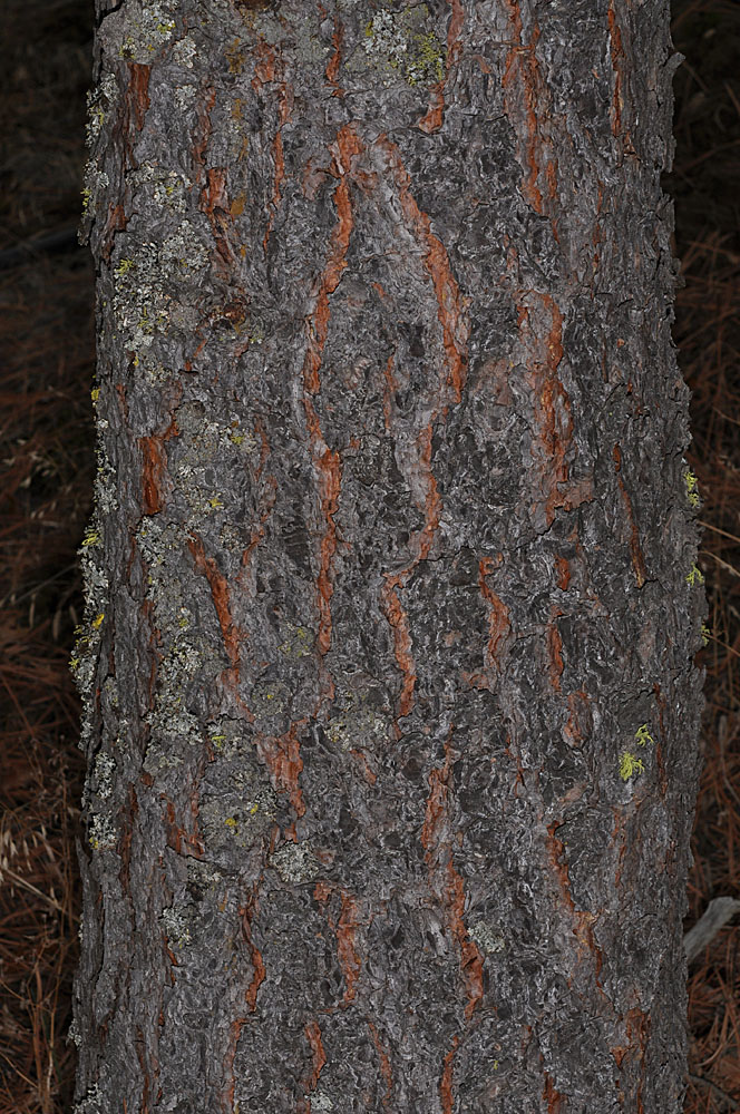 Flora of Eastern Washington Image: Pinus ponderosa