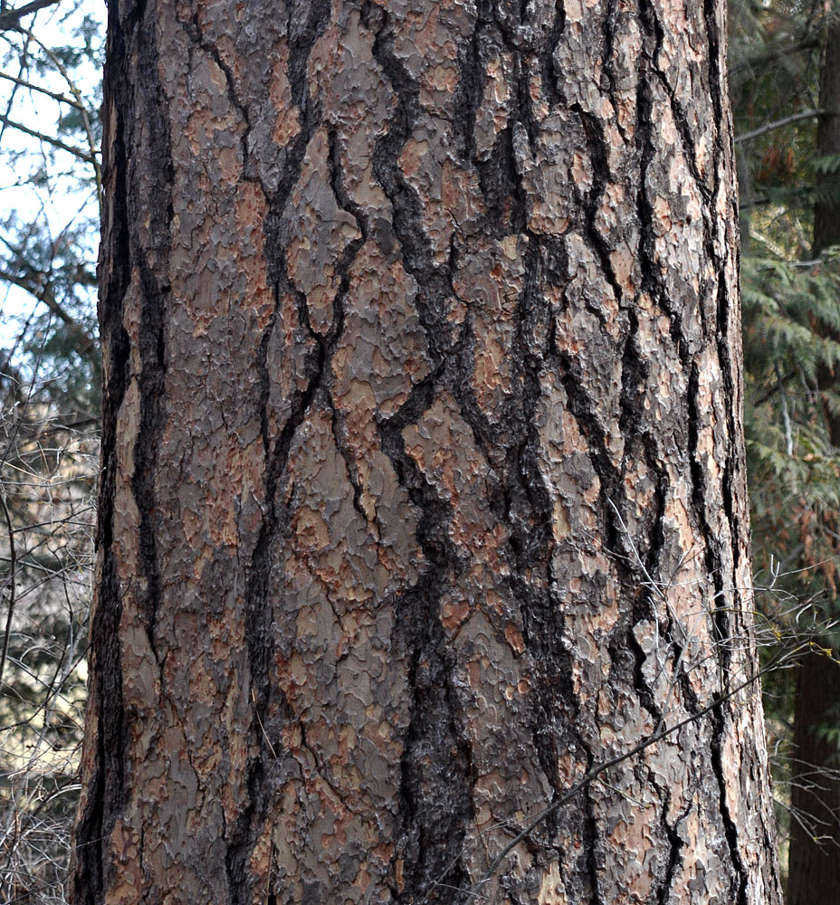 Flora of Eastern Washington Image: Pinus ponderosa