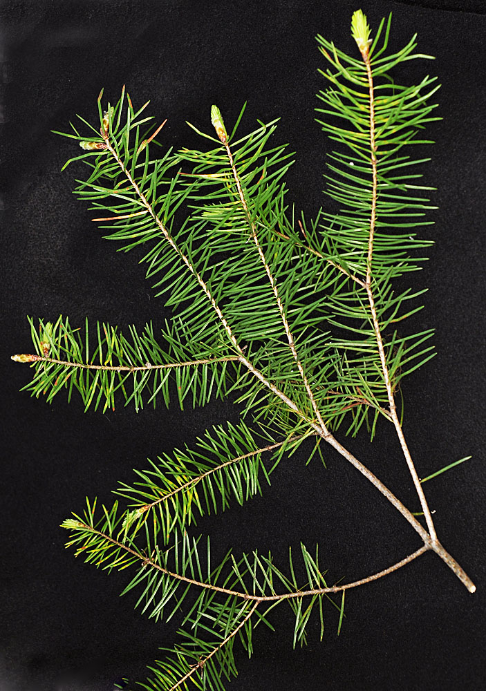Flora of Eastern Washington Image: Pseudotsuga menziesii