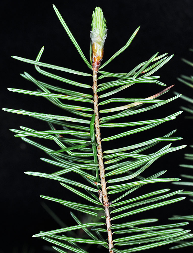 Flora of Eastern Washington Image: Pseudotsuga menziesii