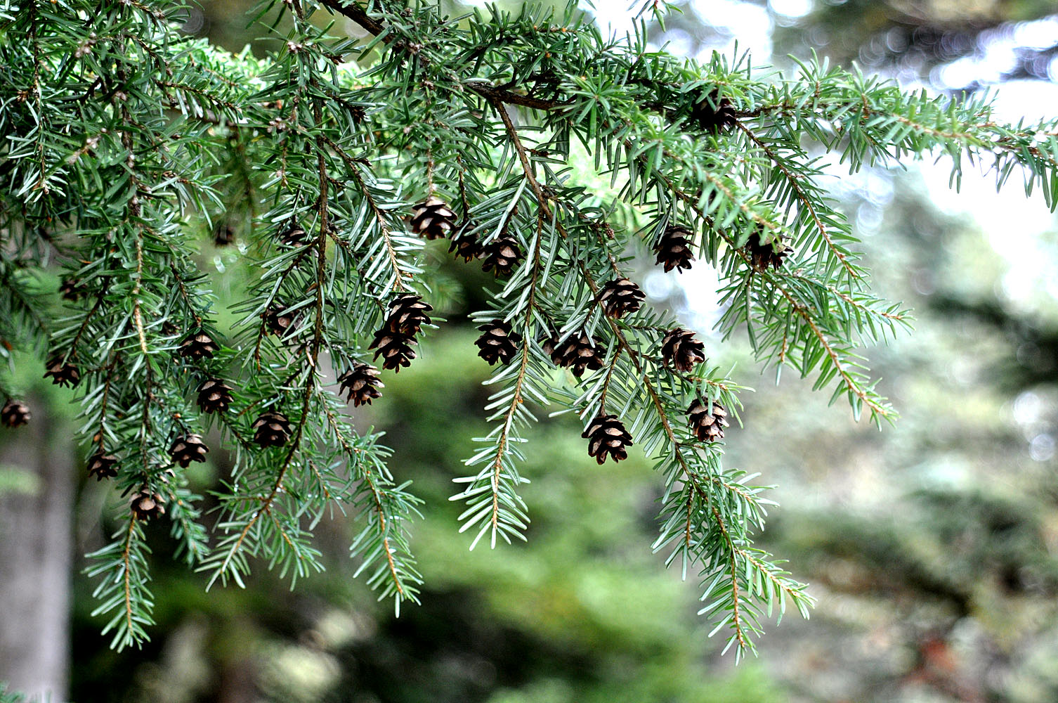 Flora of Eastern Washington Image: Tsuga heterophylla