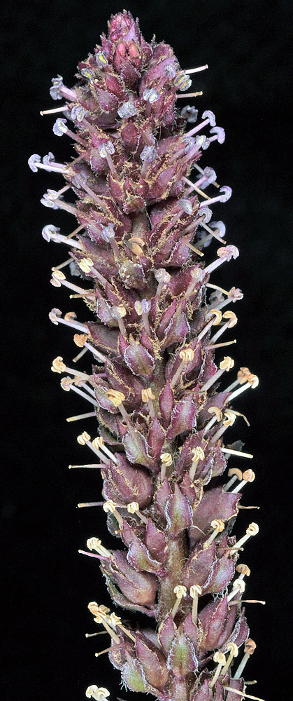 Flora of Eastern Washington Image: Synthyris rubra