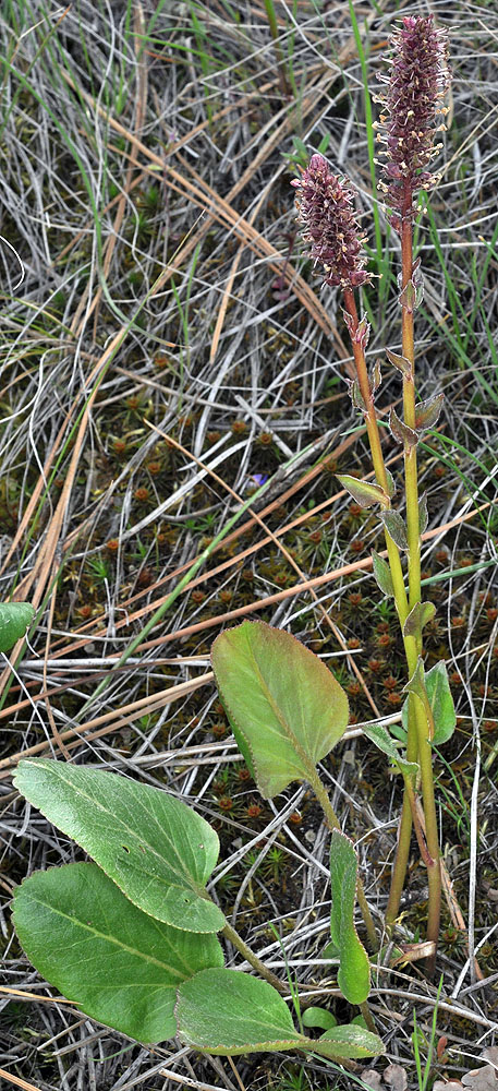 Flora of Eastern Washington Image: Synthyris rubra