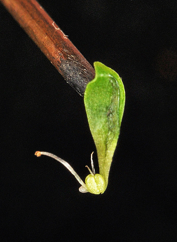 Flora of Eastern Washington Image: Callitriche palustris
