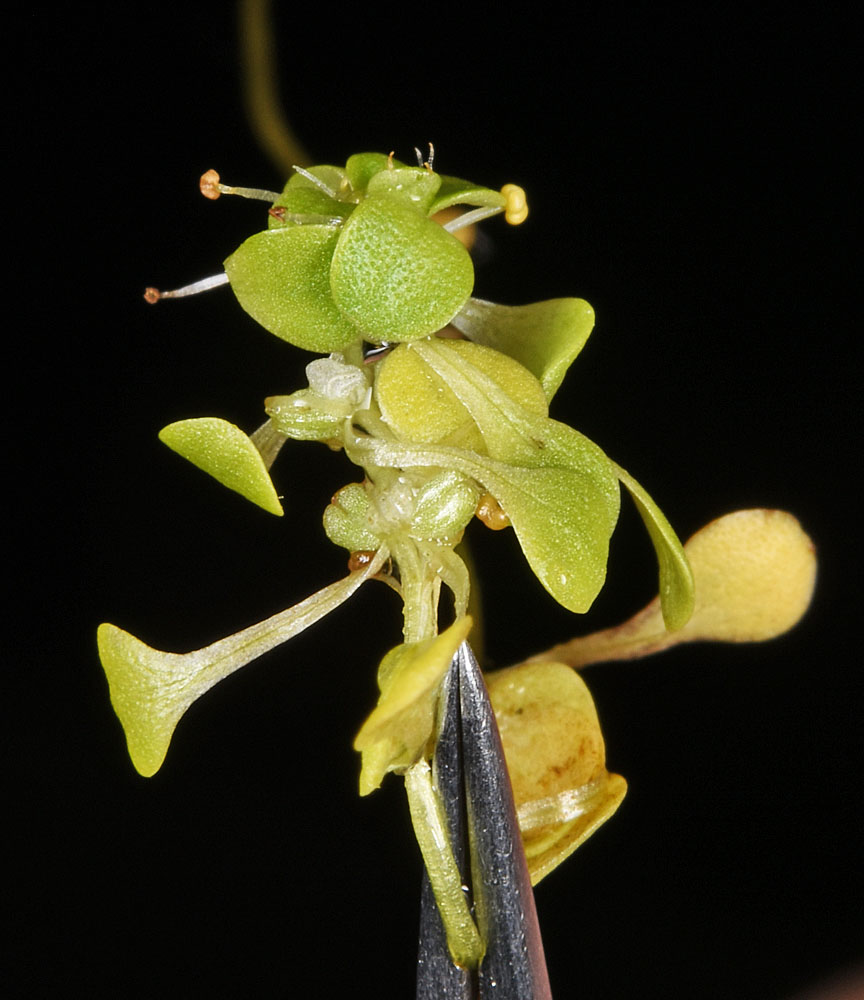 Flora of Eastern Washington Image: Callitriche palustris