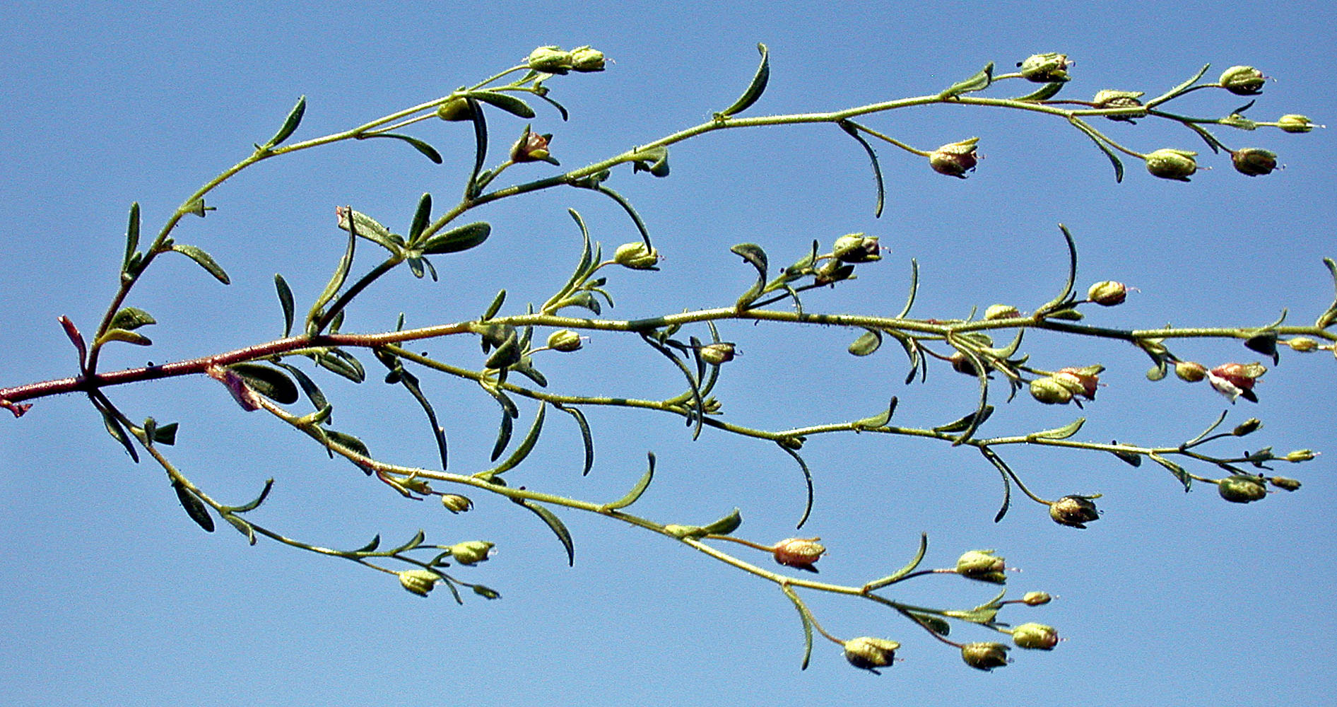 Flora of Eastern Washington Image: Chaenorhinum minus