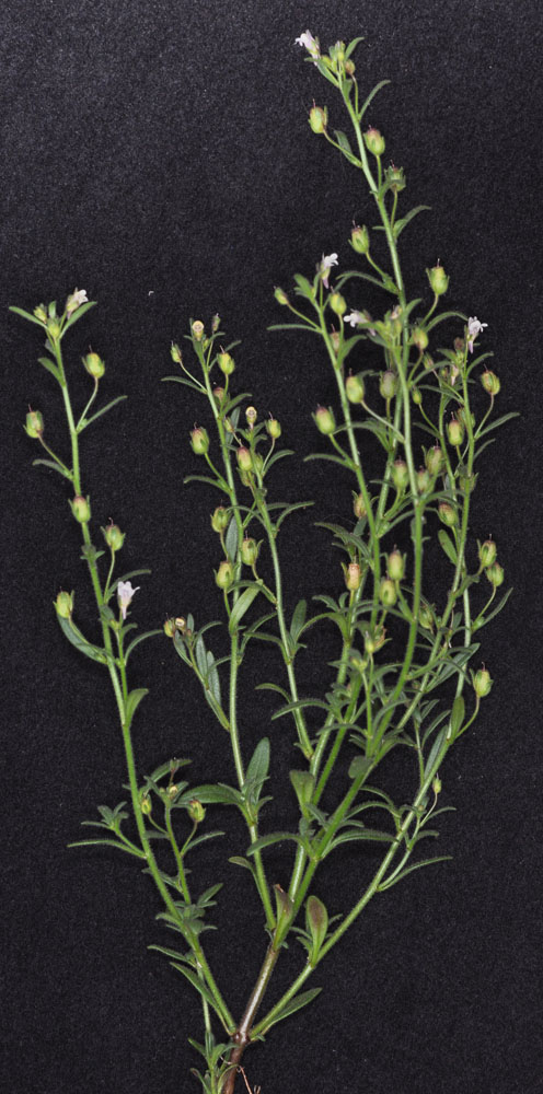 Flora of Eastern Washington Image: Chaenorhinum minus